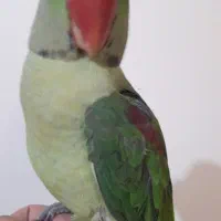 جوجه شاه طوطی سخنکو فوق دستی معاوصه