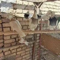 کبوتر طوقی و گرگی و پیس زرد خطی|پرنده|نائین, |دیوار