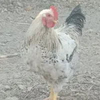 فروش دو خروس یکیشون میخونه بسیار سالم و زیبا