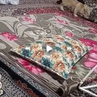 سگ پامر پاکوتاه|سگ|بجنورد, |دیوار