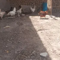مرغ بومی