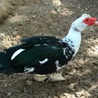 اردک محلی نر