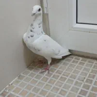 کبوتر گوره سفید جفت نر|پرنده|برازجان, |دیوار