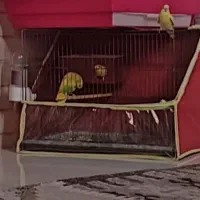 مرغ عشق با جوجه