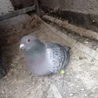 کبوتر|پرنده|تربت‌حیدریه, ۴۵ متری|دیوار