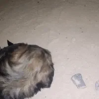 سگ شتیزو تریر|سگ|مشهد, شهید احمدی روشن|دیوار