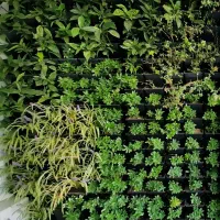 فضای سبز،روف گاردن ،گرینوال