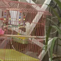 قناری گلستر