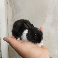 بچه خرگوش...بوشهر هستم