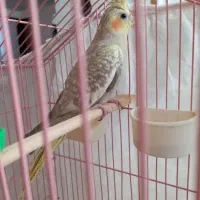 جوجه عروس هلندی