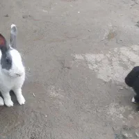 خرگوش و کبوتر فروشی