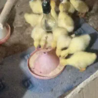 جوجه قوغاز سفید