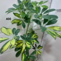 فروش انواع گل و گیاه طبیعی|گل و گیاه طبیعی|نمین, |دیوار