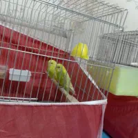 مرغ عشق ریمبو یا اسپانگل|پرنده|زرقان, |دیوار