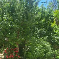 ۴۰۱ متر زمین نظم آباد (حوالی باملند)