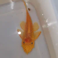 کتفیش پوزه بوته ای مولد