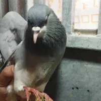 کفتر بدرنگ ماده سبز|پرنده|شیراز, شهرک مطهری|دیوار