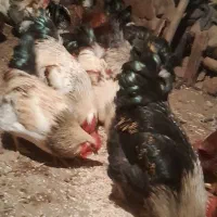 خروس طبیعی|حیوانات مزرعه|آبش احمد, |دیوار