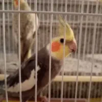 یک جفت عروس نر و ماده