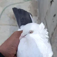 چندتا کفتر خوب