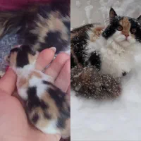 گربه ماده|گربه|نقده, |دیوار