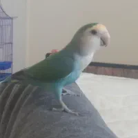 کوتوله برزیلی با تمام وسایل