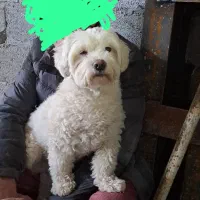 سگ گم شده امروز هرکی پیدا کرد بگه