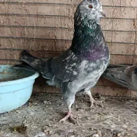 سرور نر فروشی