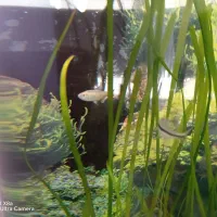 ماهی تترا و بارش گور خری مولد|ماهی|کازرون, |دیوار