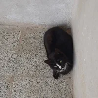 گربه جهت واگذاری رایگان