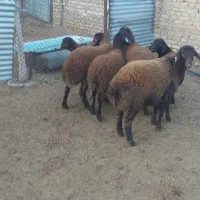 بره ماده هترو