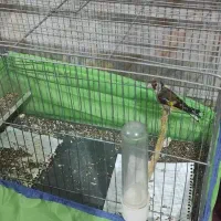 سهره ماده|پرنده|ساوه, |دیوار