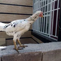 مرغ لاری چیل تضمین|حراج|تربت جام, یحیی آباد|دیوار