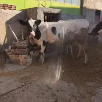 حیوانات مزرعه گاو