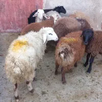 گوسفند|حیوانات مزرعه|کلیائی, |دیوار