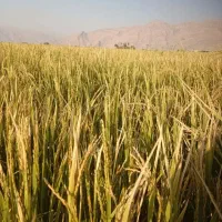 برنج کامفیروزی  و حبوبات محلی به شرط با(کالابرگ)