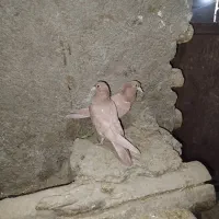 جوجه زرد کرمونی کبوتر کفتر|پرنده|چناران, |دیوار