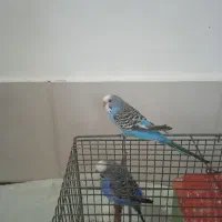 مرغ عشق ماده