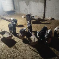 کهره خوب و سالم|حیوانات مزرعه|ریگ, |دیوار