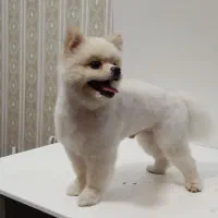 سگ پامرانین دو سر خرسی