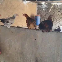مرغ وخروس رسمی تخم.گوشت|حیوانات مزرعه|زارچ, |دیوار