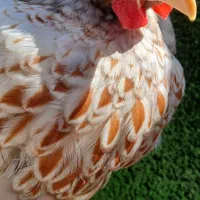 خروس ویاندوت