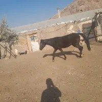 اسب|اسب و تجهیزات اسب‌سواری|سلفچگان, |دیوار