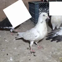 کفتر ماده