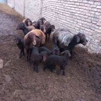 فروش گوسفند( میش و قوچ)