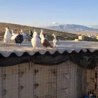 35 تا کفتر پرشی