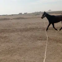 اسب مادیان|اسب و تجهیزات اسبسواری|محمدیه-قزوین, |دیوار