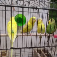 مرغ عشق|پرنده|بوشهر, |دیوار