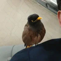 مرغ مینا|پرنده|اردبیل, |دیوار