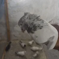 کله دم|پرنده|ایلام, |دیوار